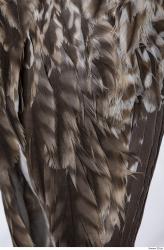 Photo Textures of Animal Skin